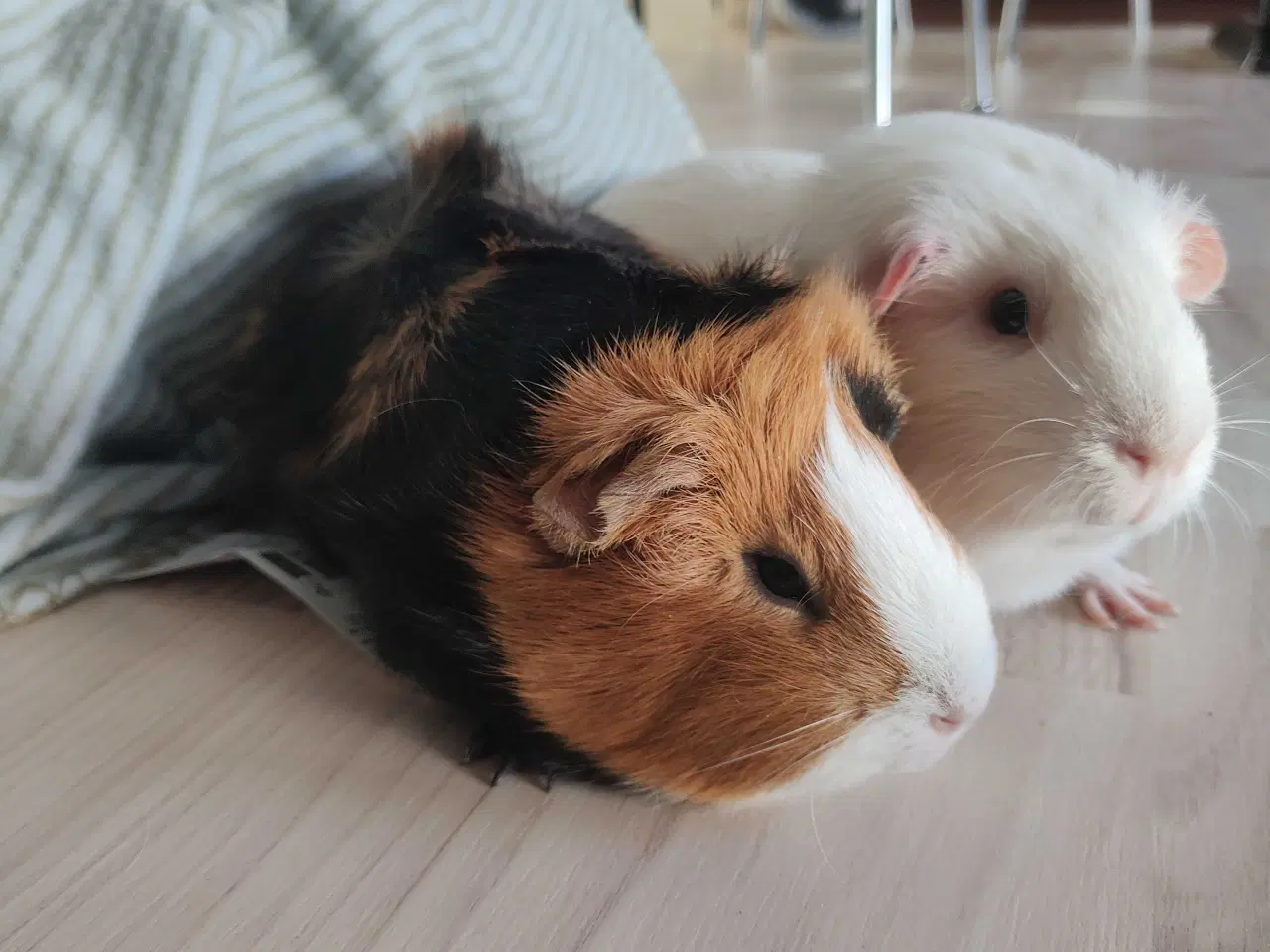 Billede 2 - Marsvin 2 stk hanner (Brødre)