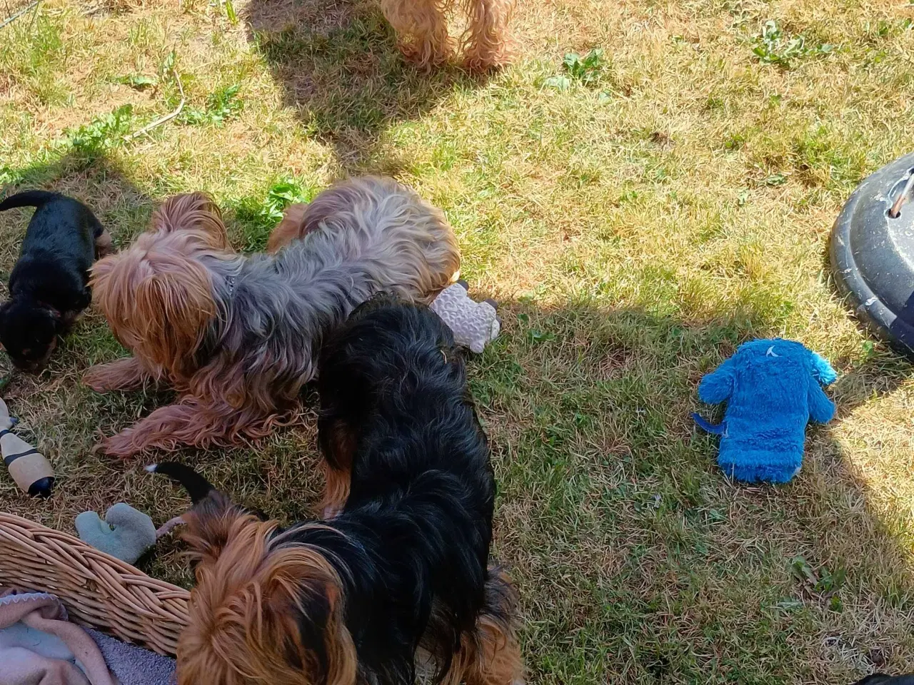 Billede 7 - Yorkshire Terrier hvalpe 