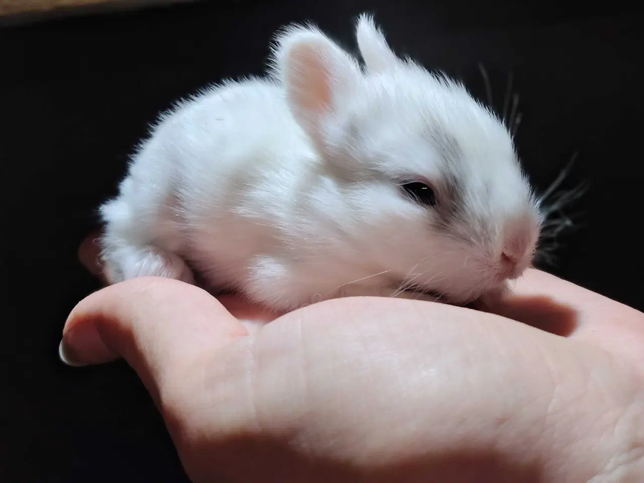Billede 4 - Indendørs Frikanin 🐰