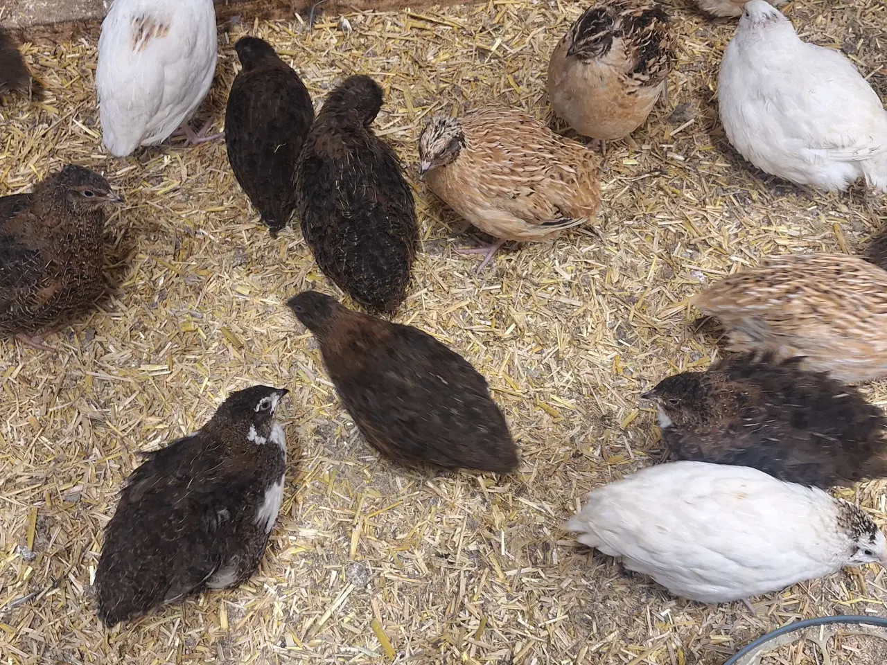 Billede 2 - Super fine og store vagtler