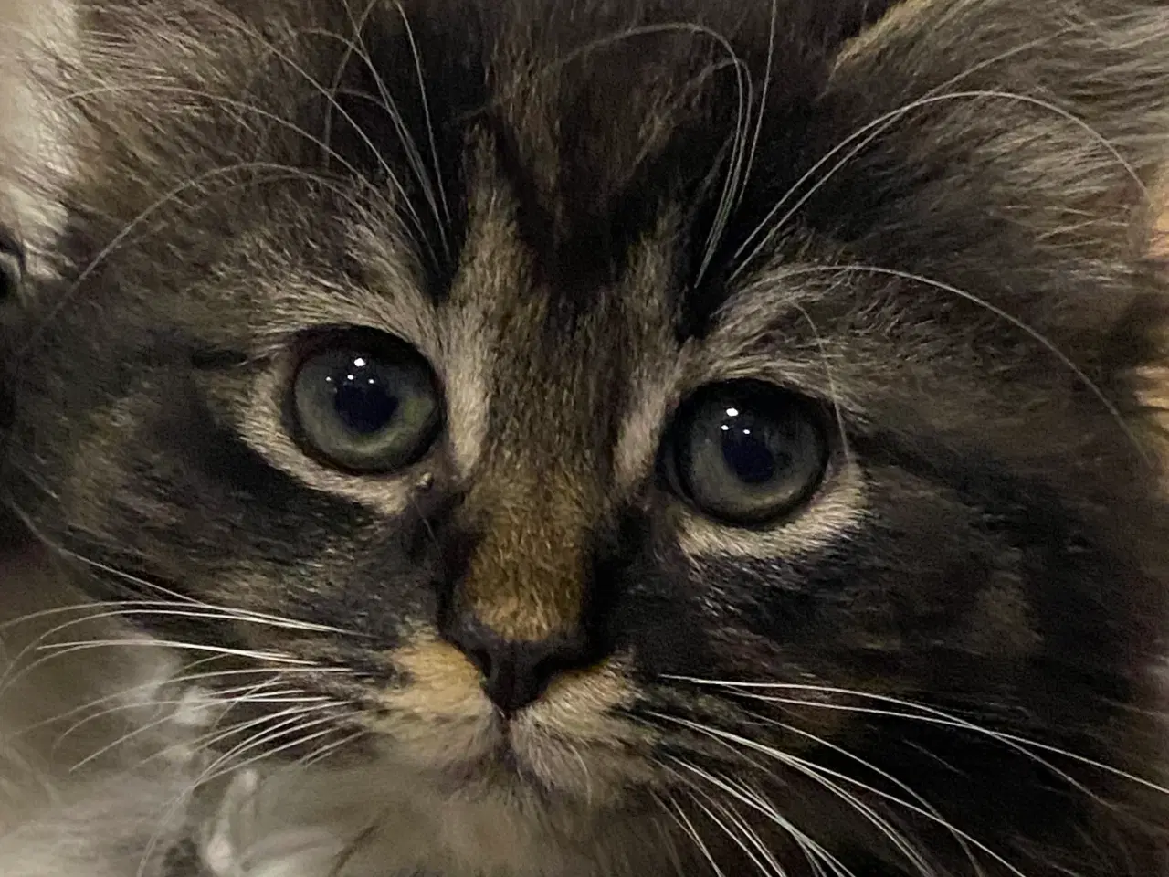 Billede 6 - Polydactyl Maine coon killinger