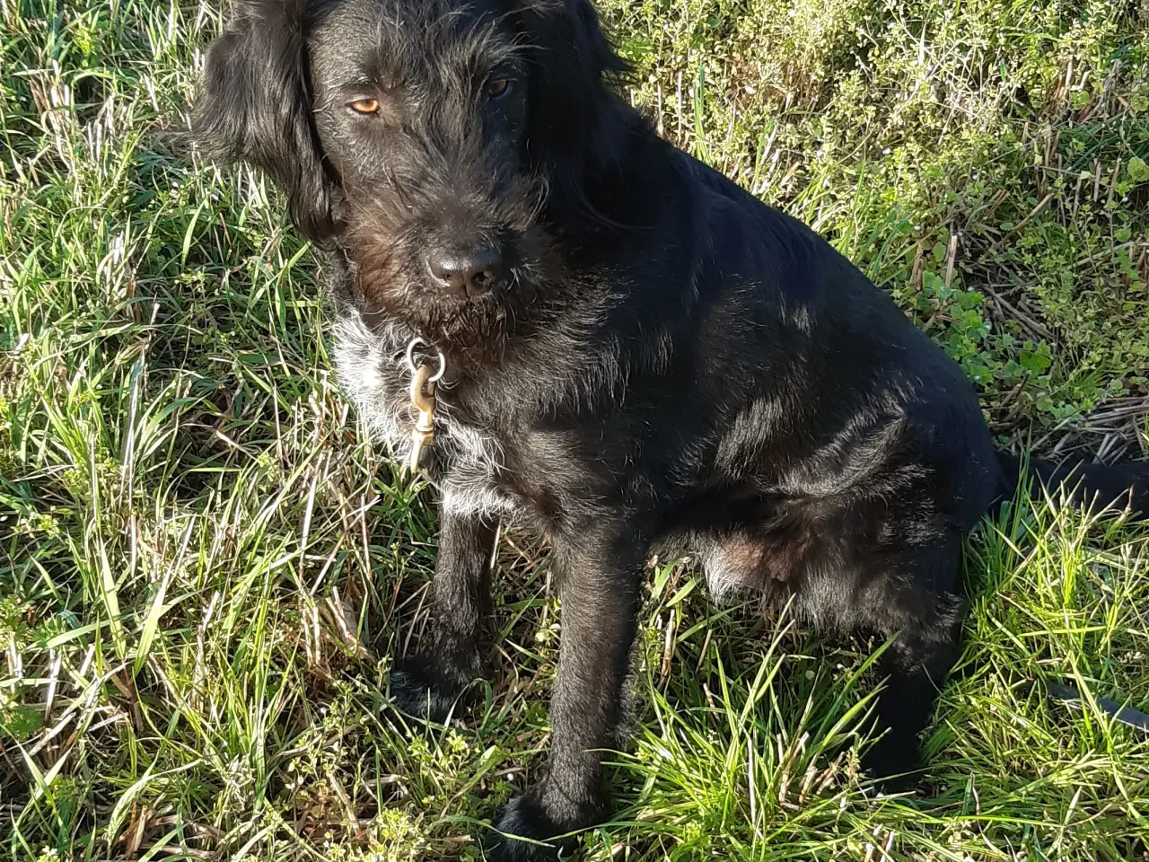 Billede 2 - Labrador blanding Tæve