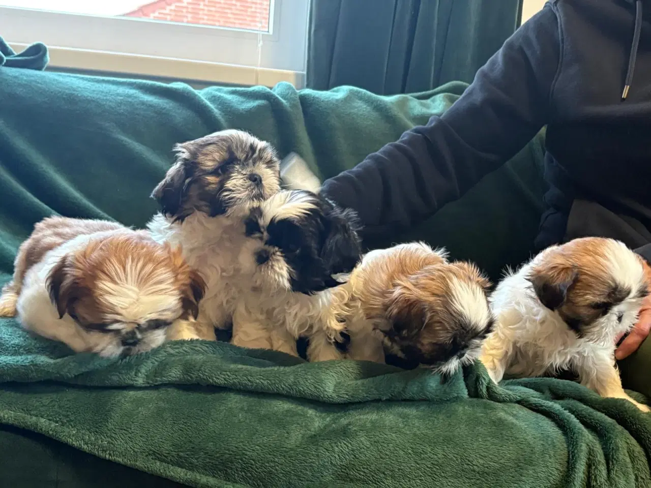 Billede 8 - Til salg Shih Tzu hvalpe født den 10. november.