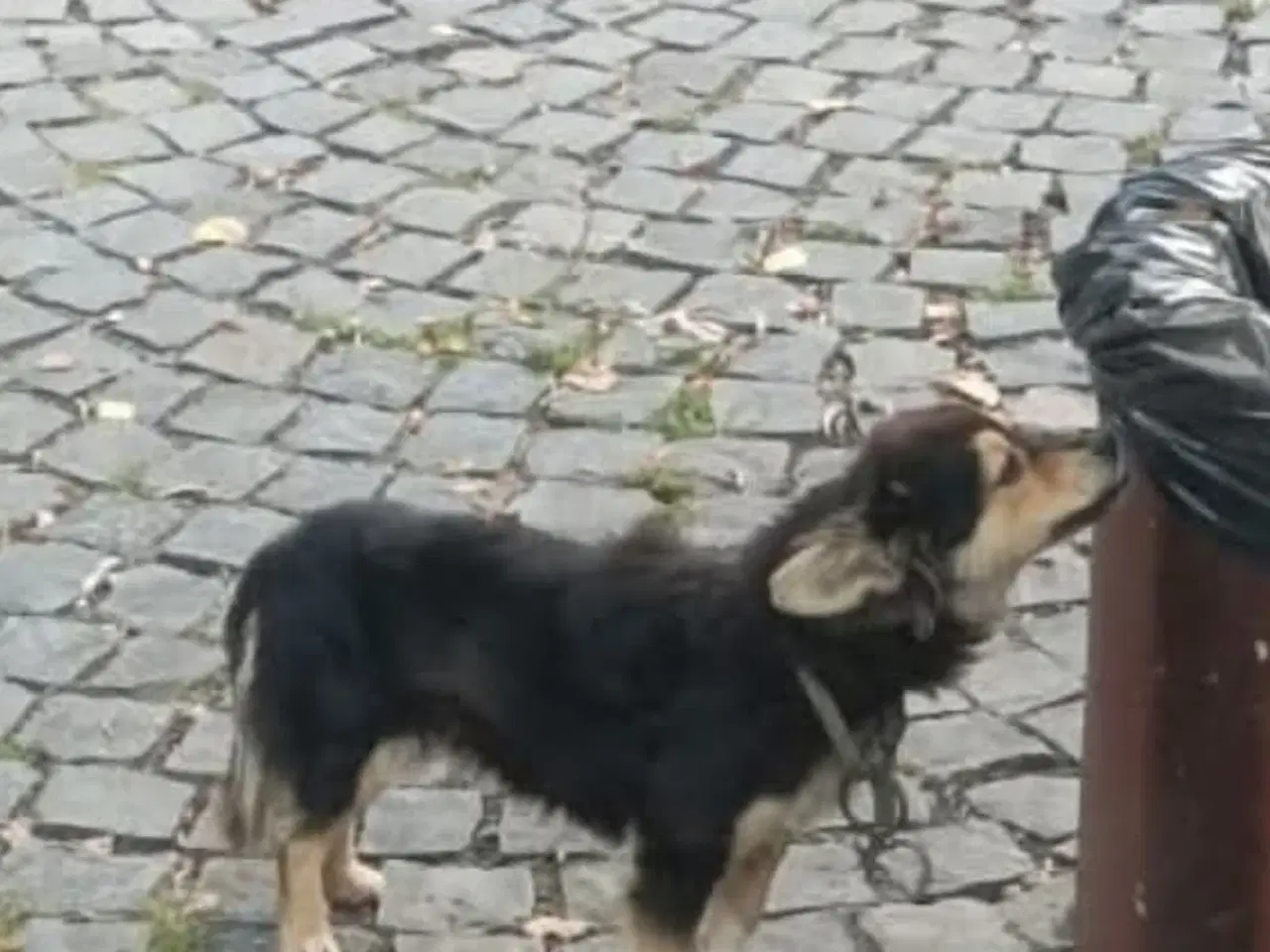 Billede 6 - Lille Lucky