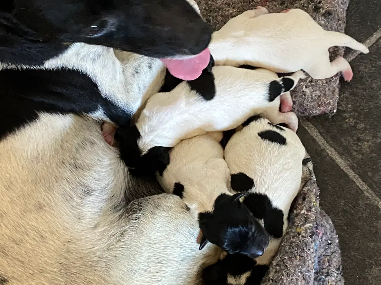 Billede 1 - Dansksvensk gårdhunde hvalpe