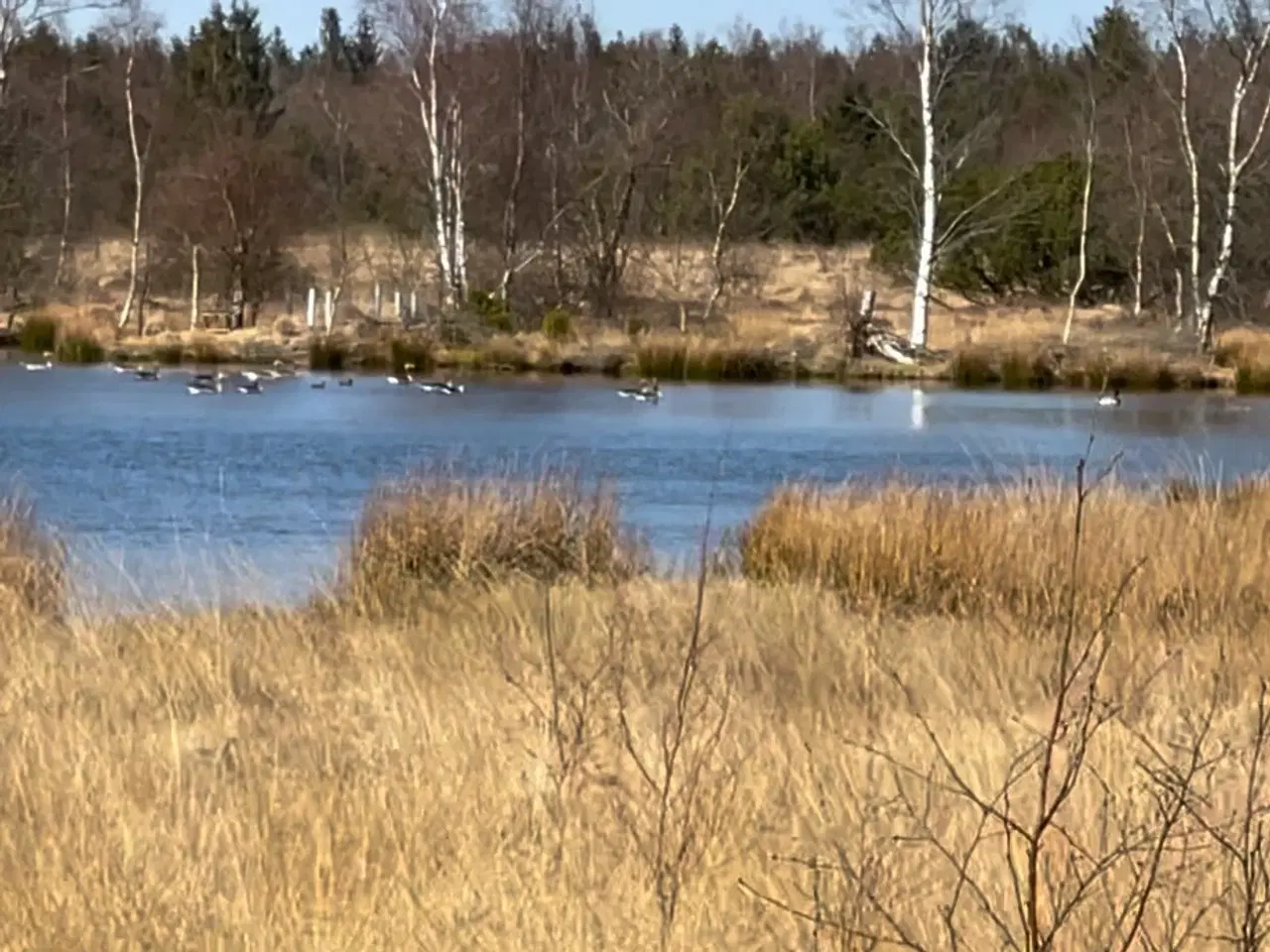 Billede 2 - 3,95 Ha frijord ved Vejen