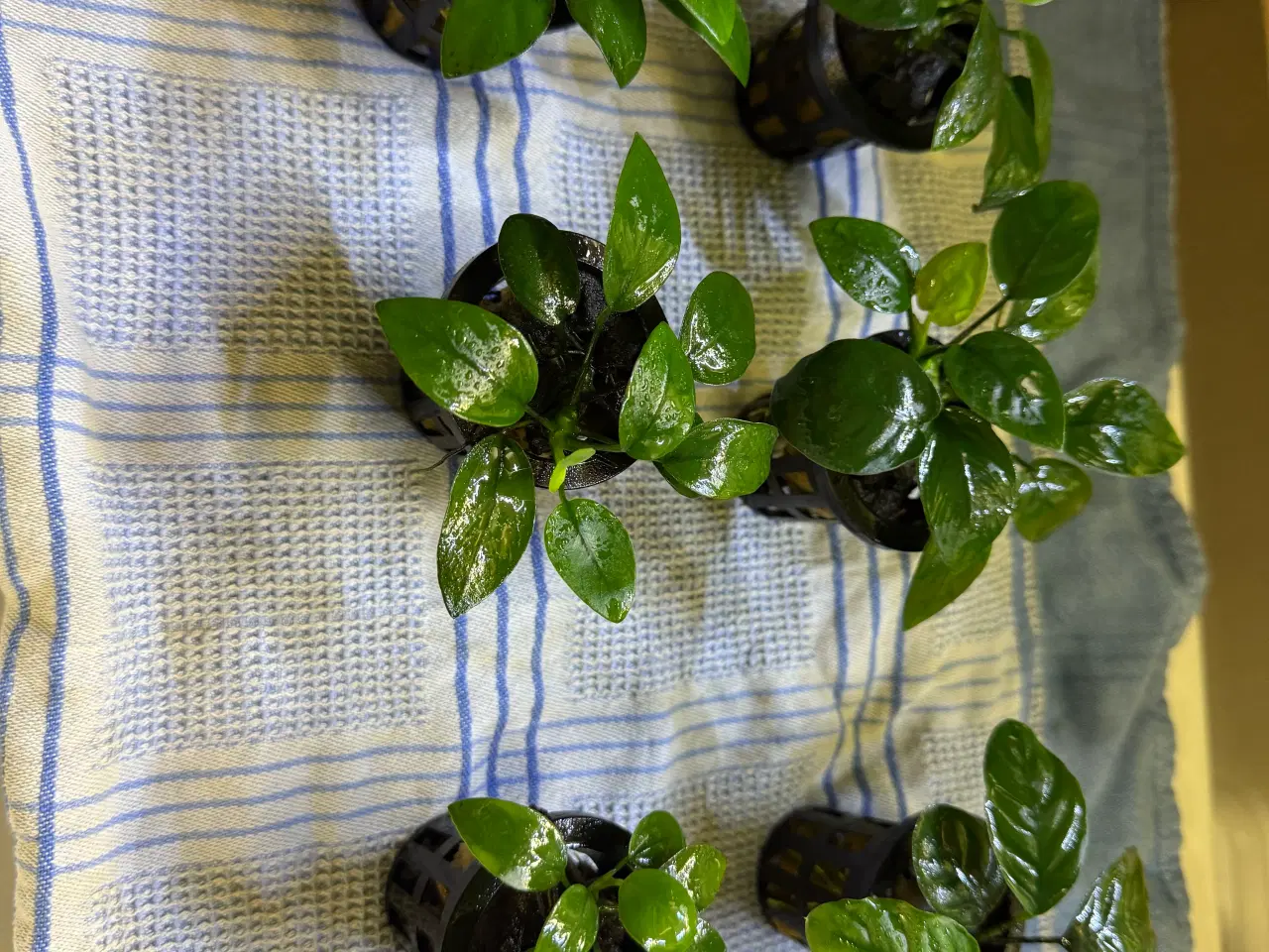 Billede 2 - Anubias – flotte og sunde akvarieplanter! Kun 25 k