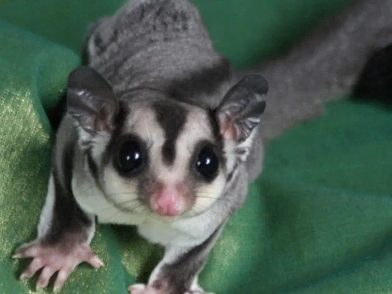 Billede 1 - Søger en sugarglider hun
