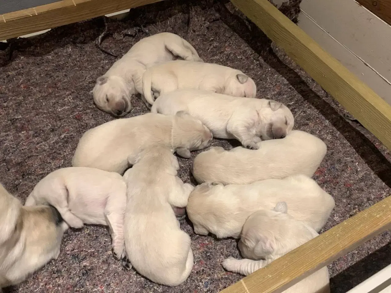 Billede 3 - Golden Retriever hvalpe 