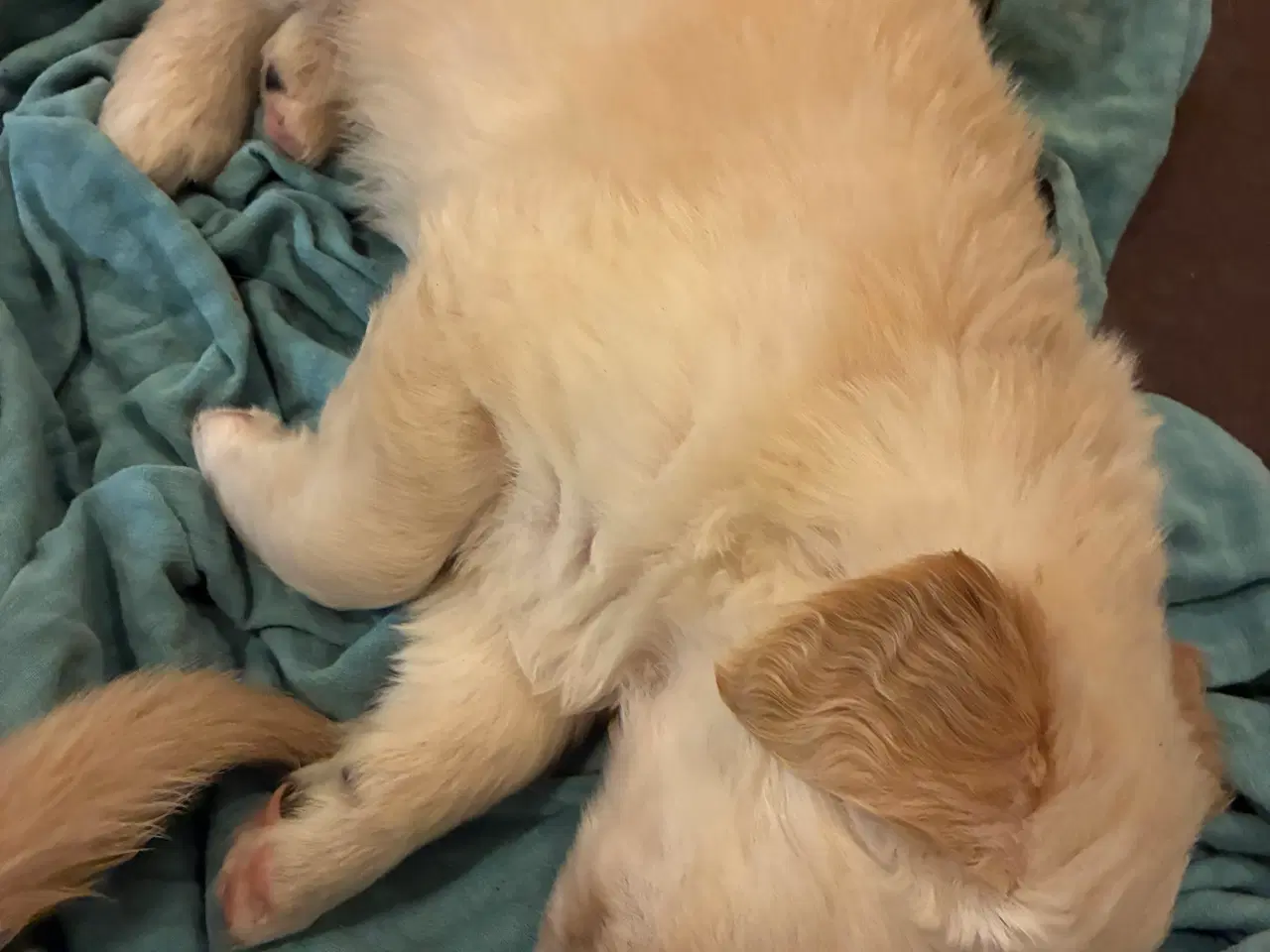 Billede 8 - Super skønne familiehunde