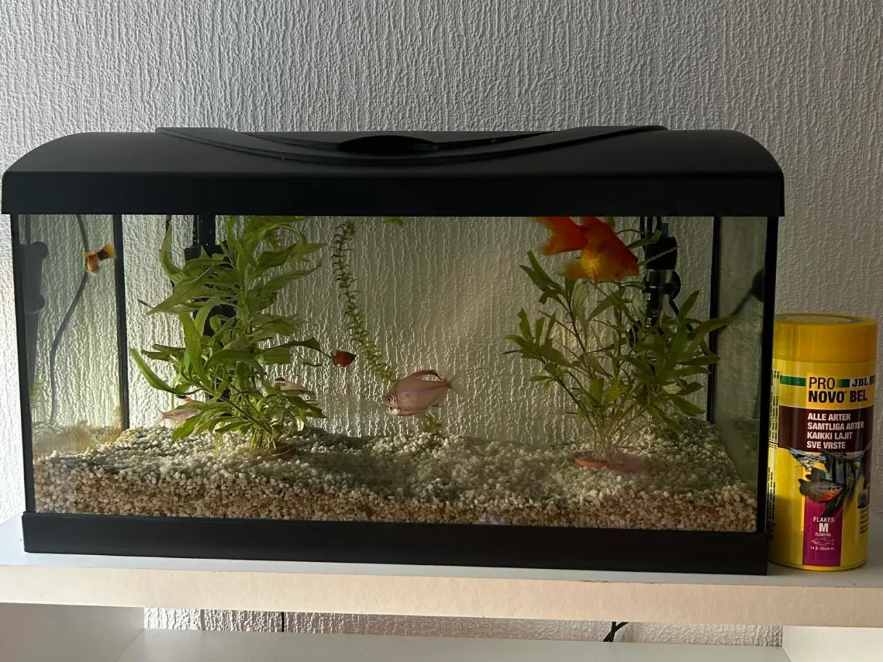 Billede 3 - fisk og akvarium 