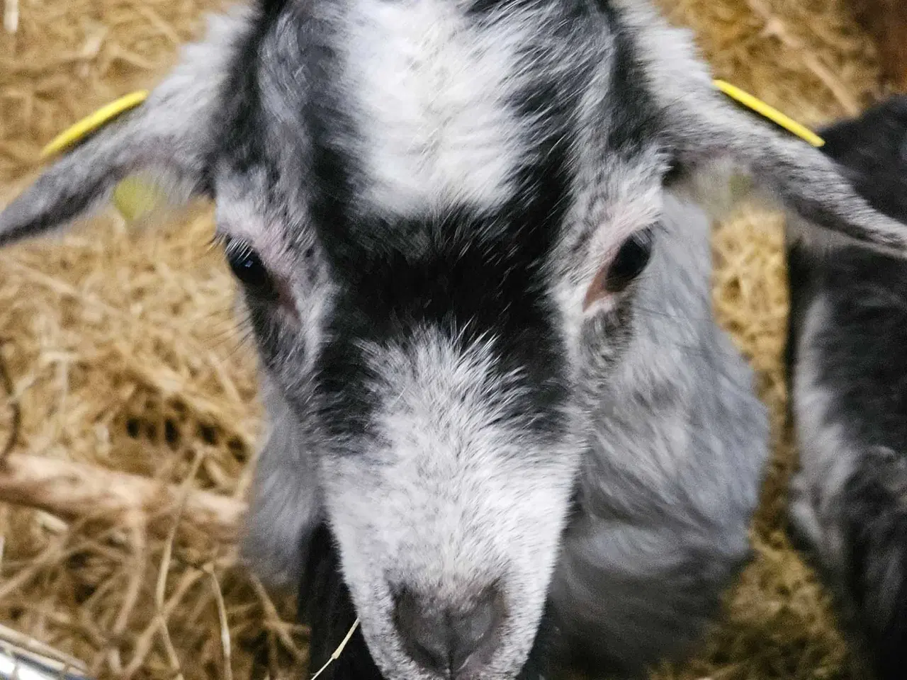 Billede 3 - 3 søde dværggeder