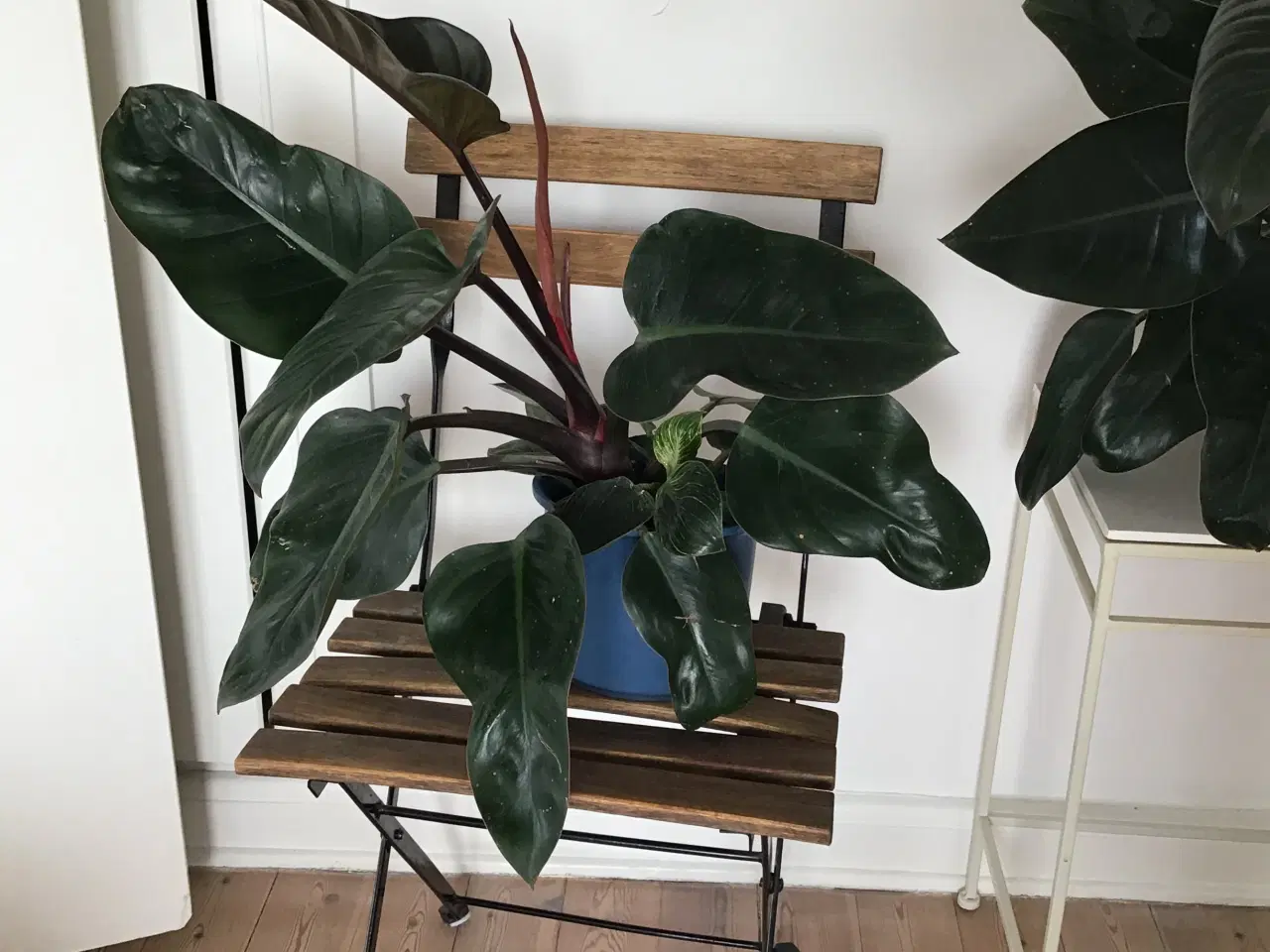 Billede 1 - Philodendron red Congo og Birkins