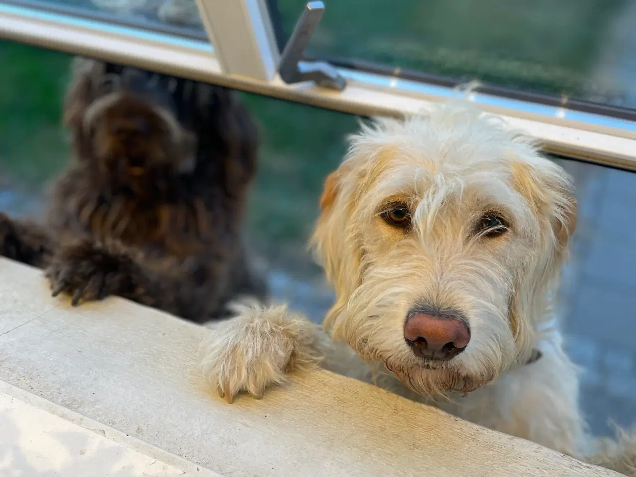Billede 11 - Labradoodle