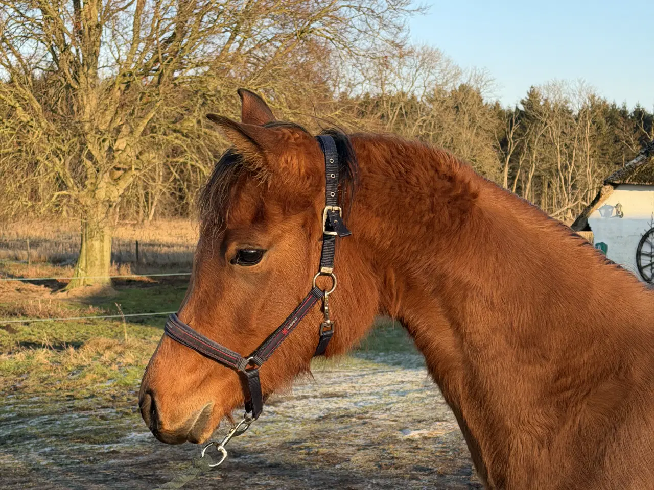 Billede 1 - 3 års hoppe - med stamtavle 