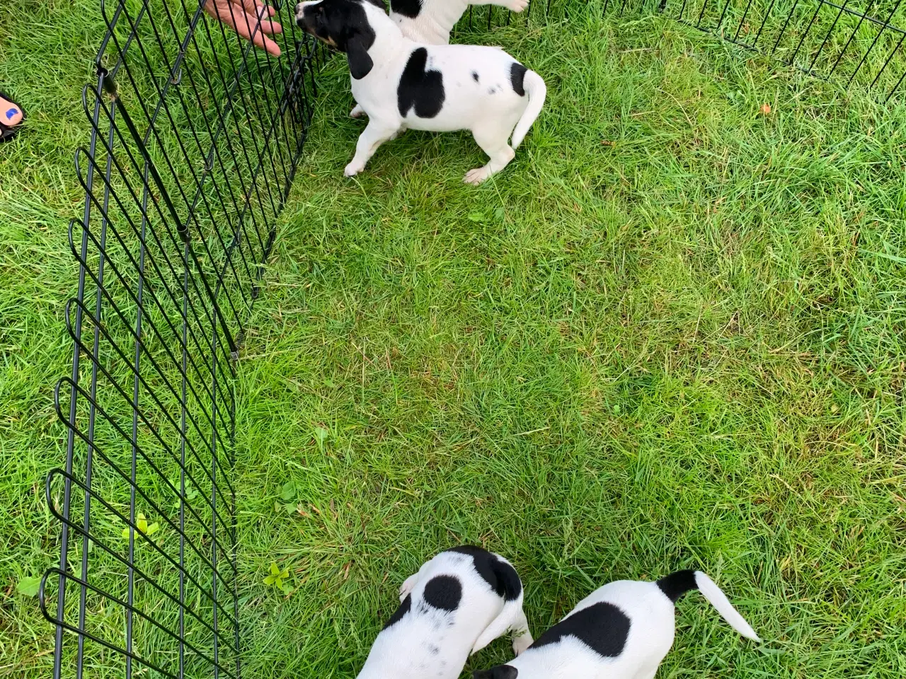 Billede 3 - Dansk/Svensk gårdehunde hvalpe 