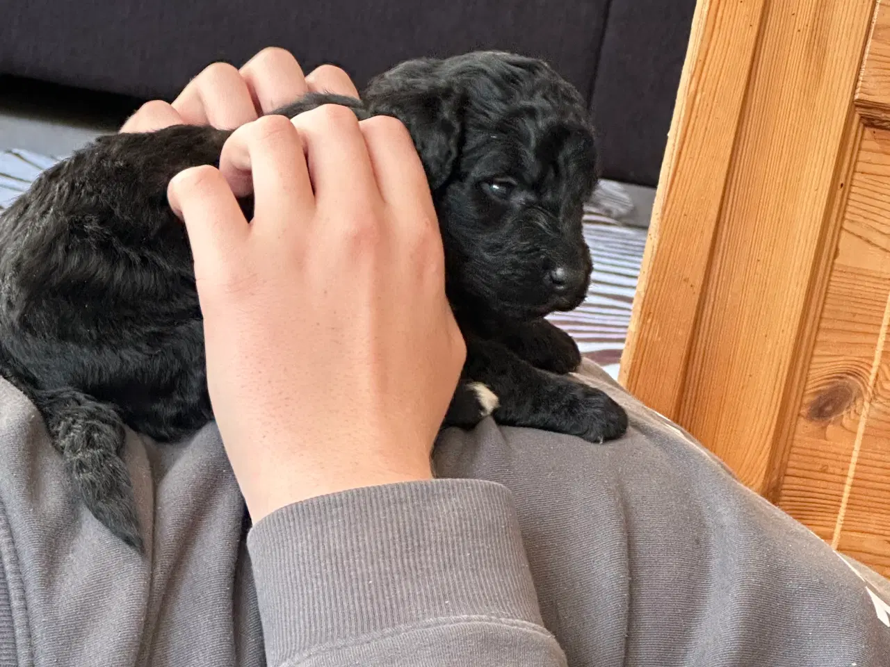 Billede 5 - Bernedoodles hvalpe