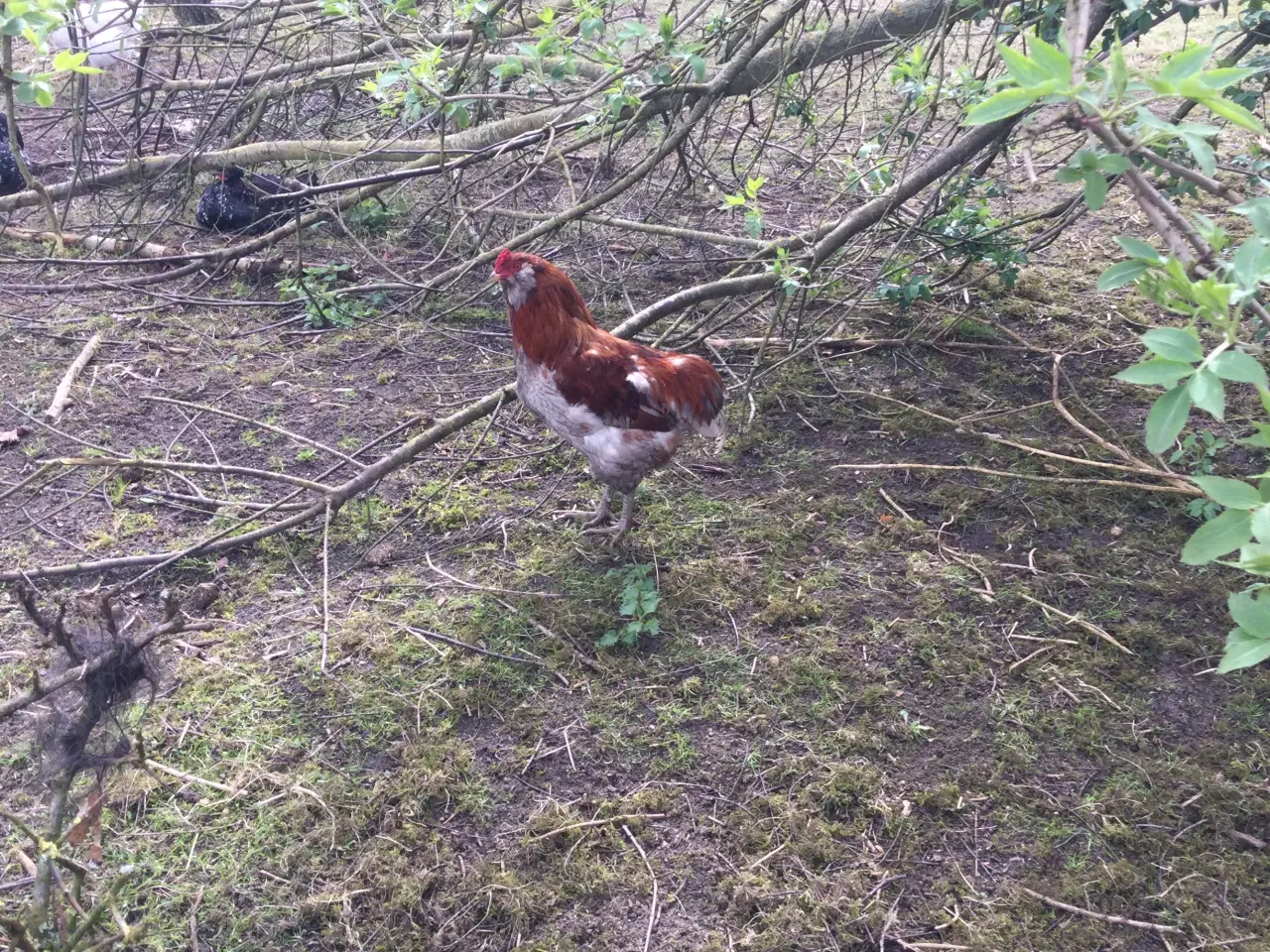 Billede 1 - Hane købes.