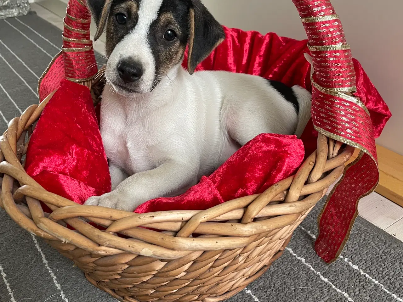 Billede 1 - Dansk svensk Gårdhund hvalpe 