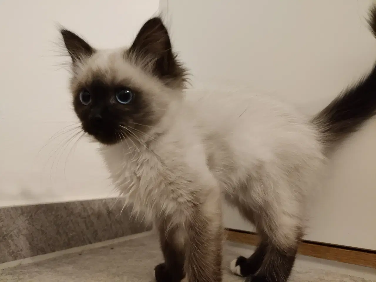 Billede 1 - Hellig Birma pige