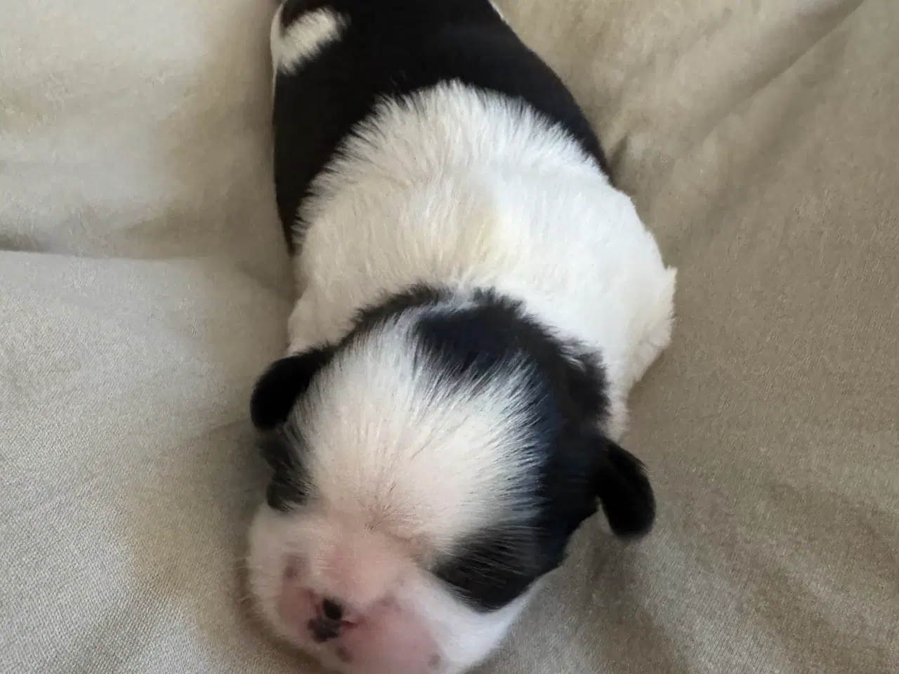 Billede 3 - Ægte Shih Tzu 30. september 2025