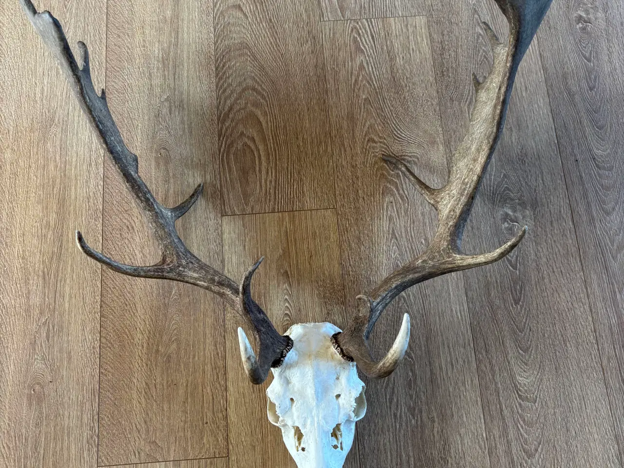 Billede 1 - Fuldskuffel båhjort sælges med plade til ophæng.
