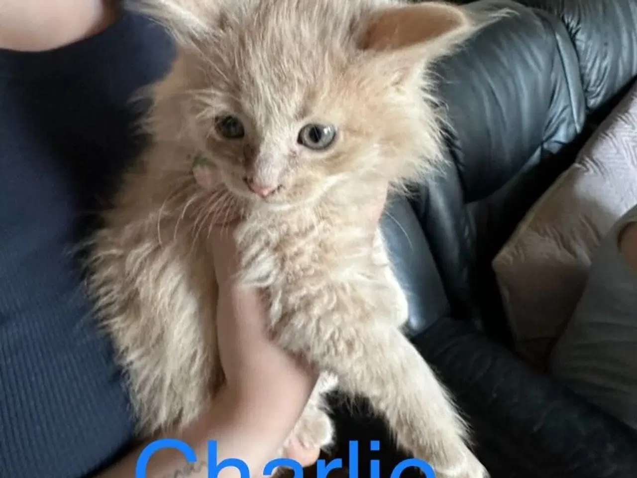 Billede 1 - Maine coon killing unden travle