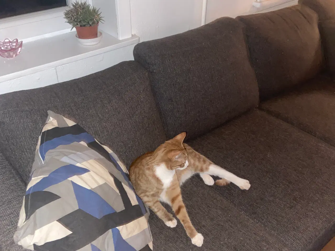 Billede 4 - En han killing og en hun  killing