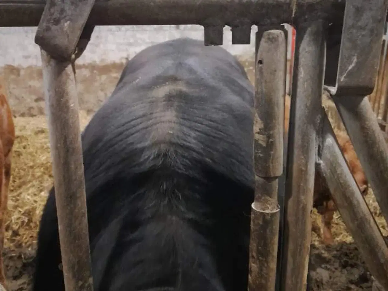 Billede 2 - Angus tyr