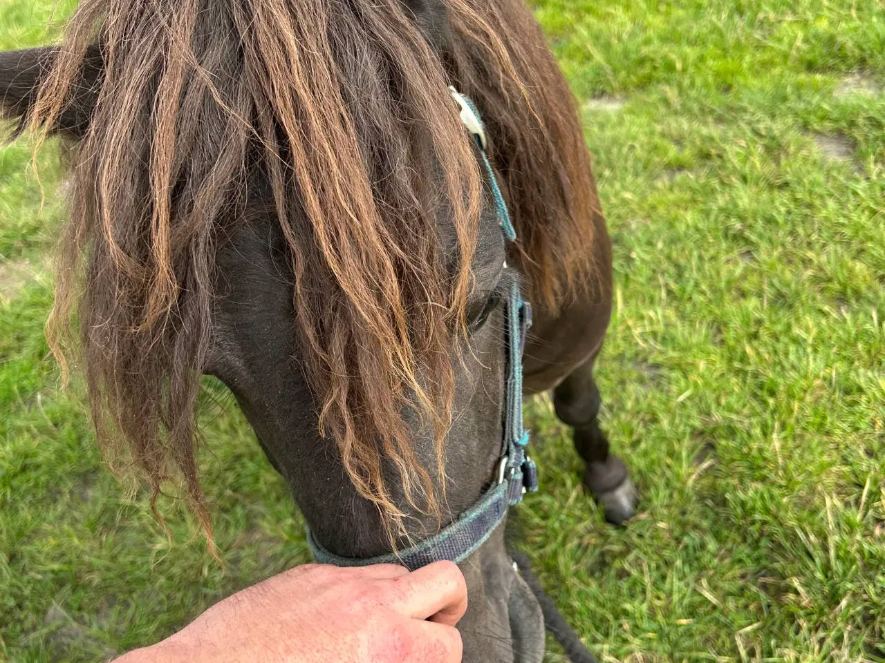 Billede 6 - Sort shetlænder hingst