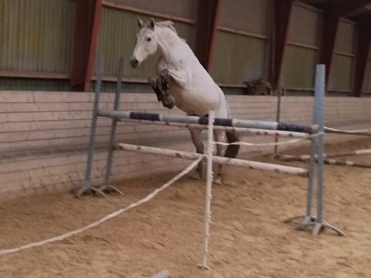 Billede 5 - 🐴 Smuk og alsidig vallak – Ronaldo søger sit sids