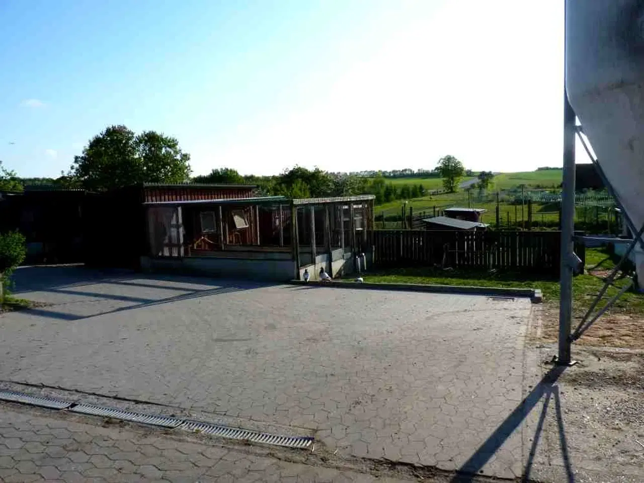 Billede 4 - RUGE ÆG 