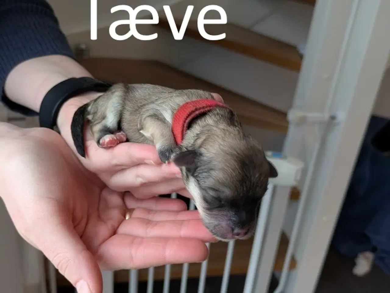 Billede 9 - Familievenlige Bomuldshund/Havanaise × Maltipoo hv