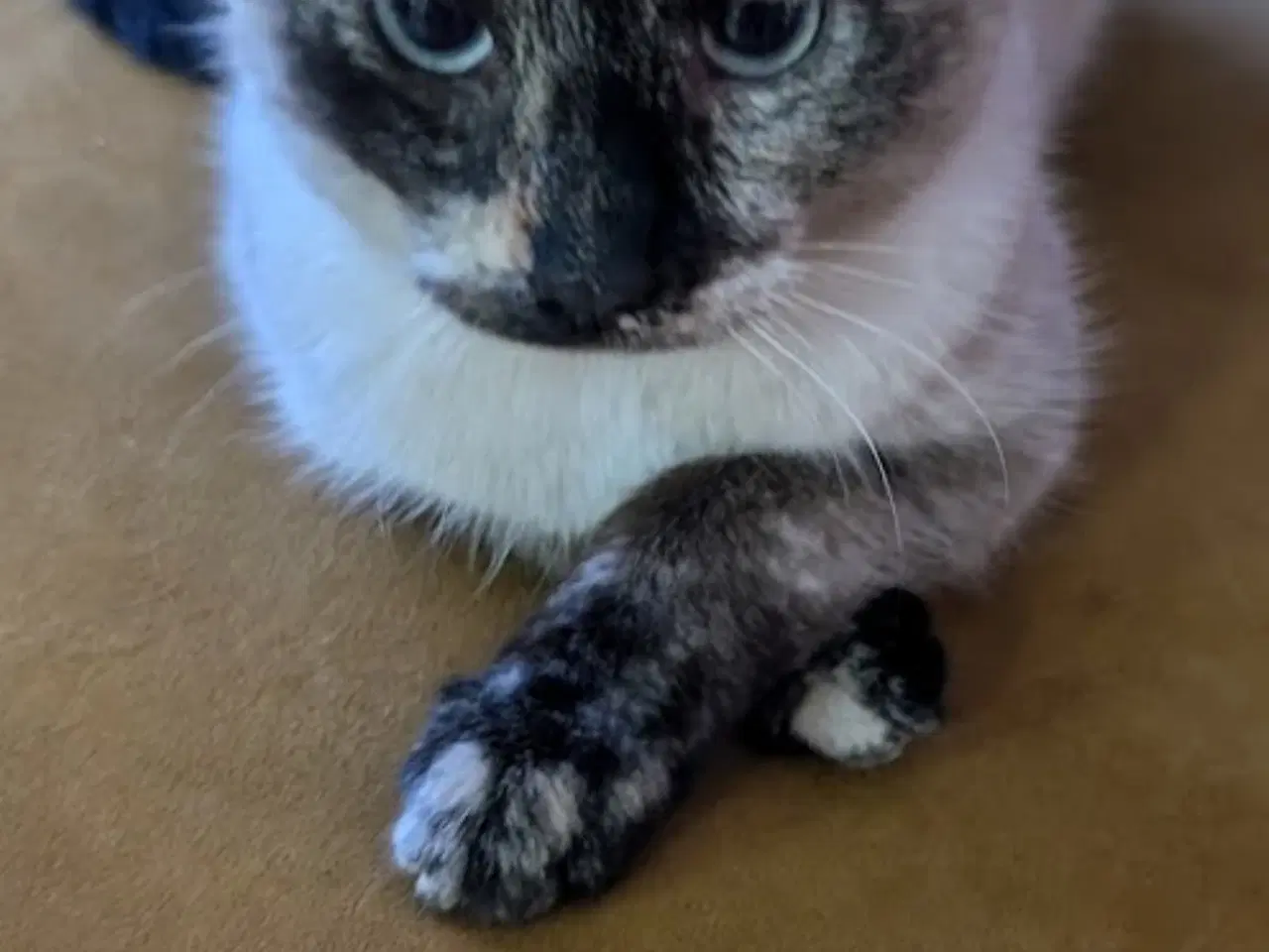 Billede 1 - Super kælen og speciel kat