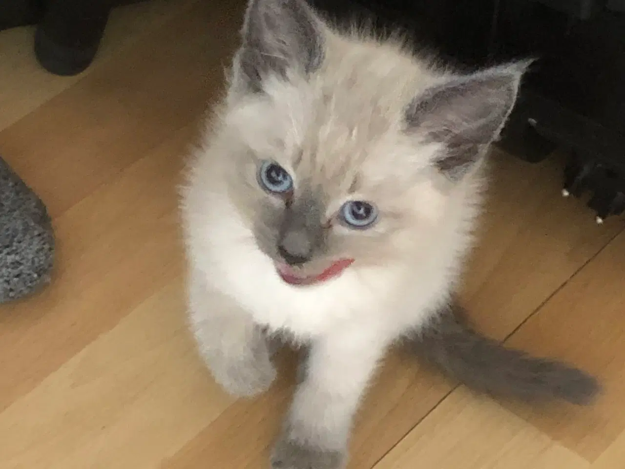 Billede 3 - Halv maincoon killinger