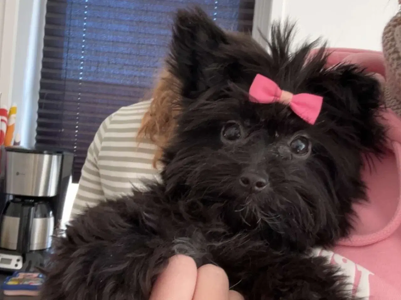 Billede 3 - Pom poo