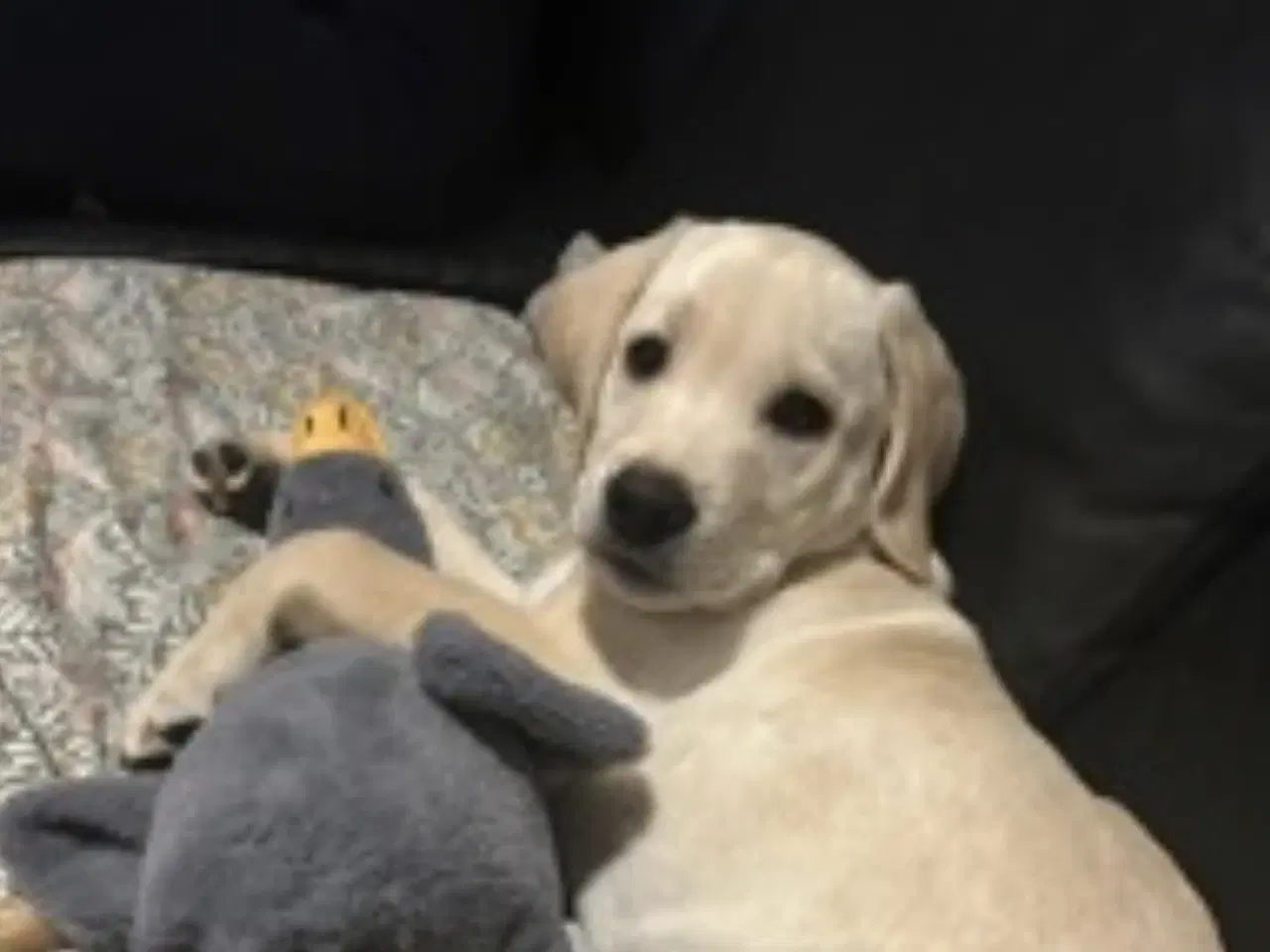 Billede 1 - Købes, Blandingshund helst Labrador&Collie