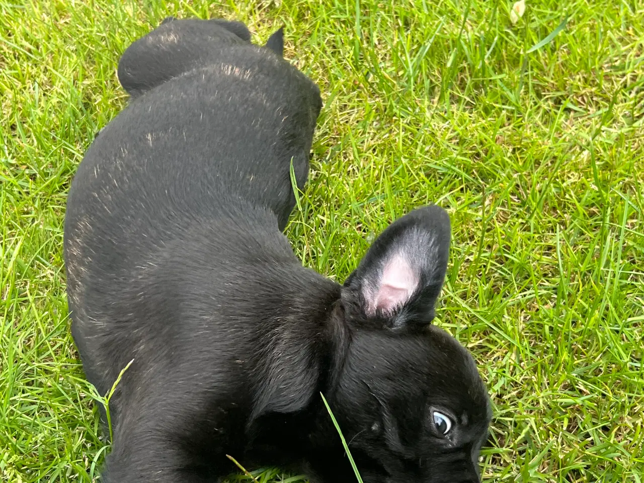 Billede 6 - Fransk bulldog blandning
