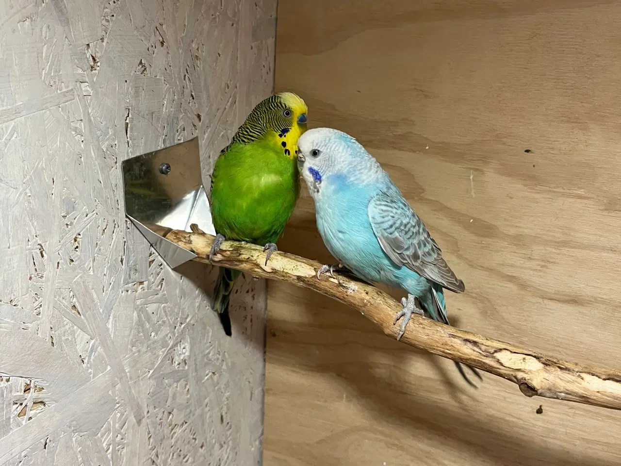 Billede 2 - Undulatpar