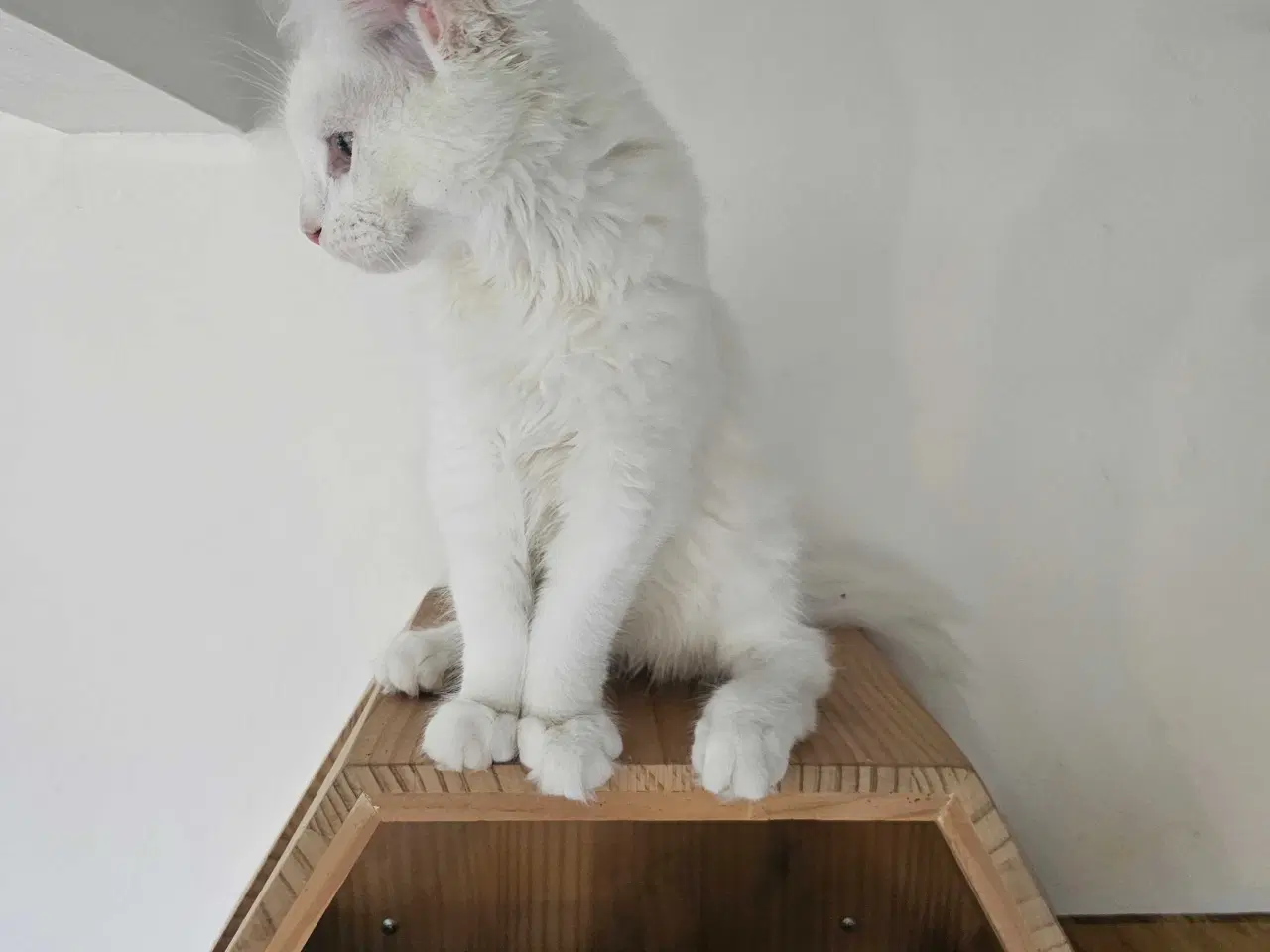 Billede 2 - Maine Coon killing m/stamtavle