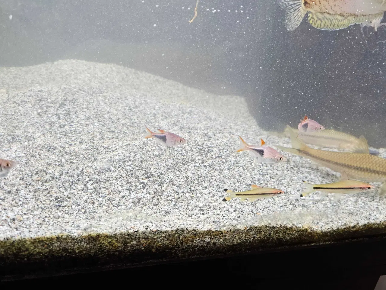 Billede 3 - Div. selskabsfisk søger ny balje