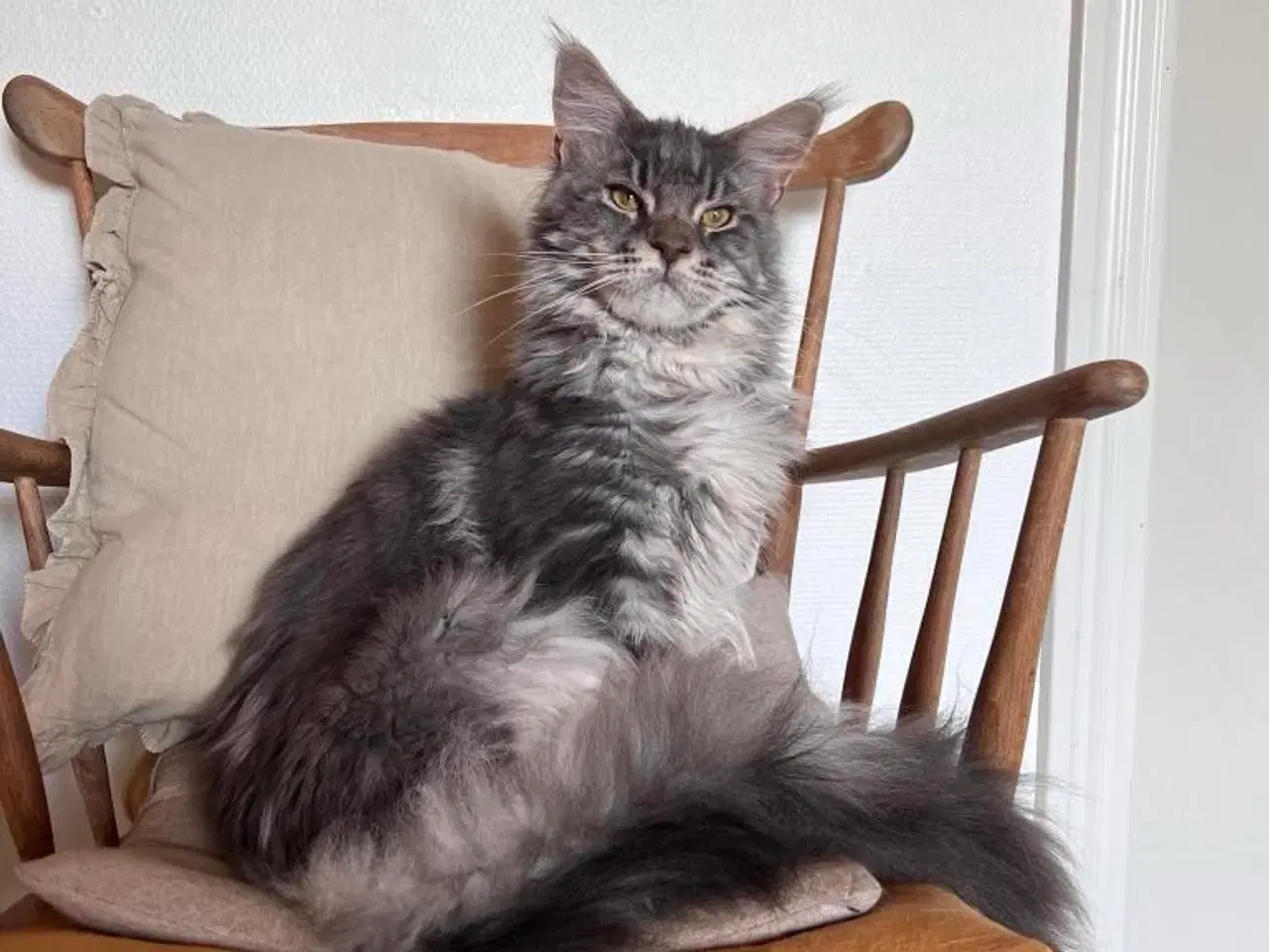 Billede 2 - Mainecoon 