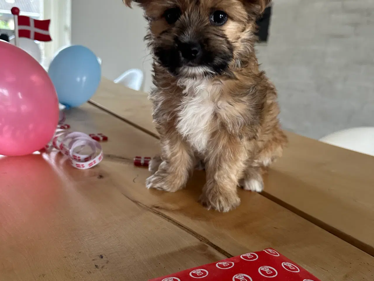 Billede 3 - Yorkshire Terrier/Chihuahua blanding