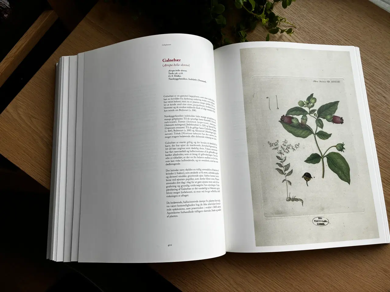 Billede 3 - Flora Danica  -  Henning Knudsen