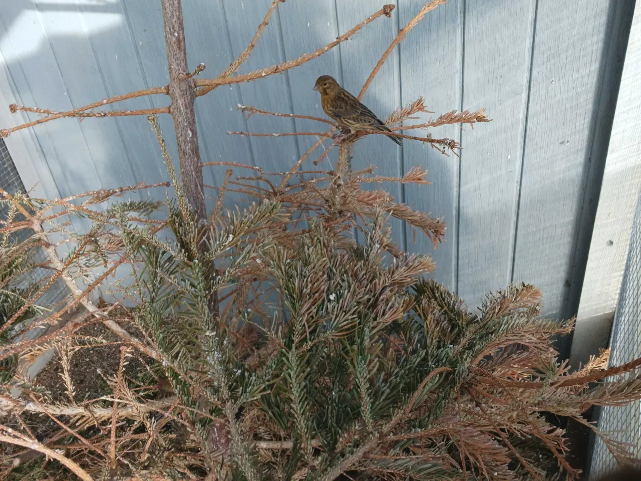 Billede 1 - Kanariefugle bronzefarvet