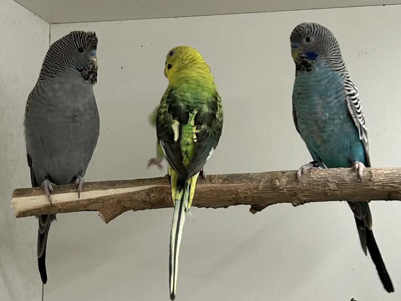 Billede 2 - Blackface og Blackwing 