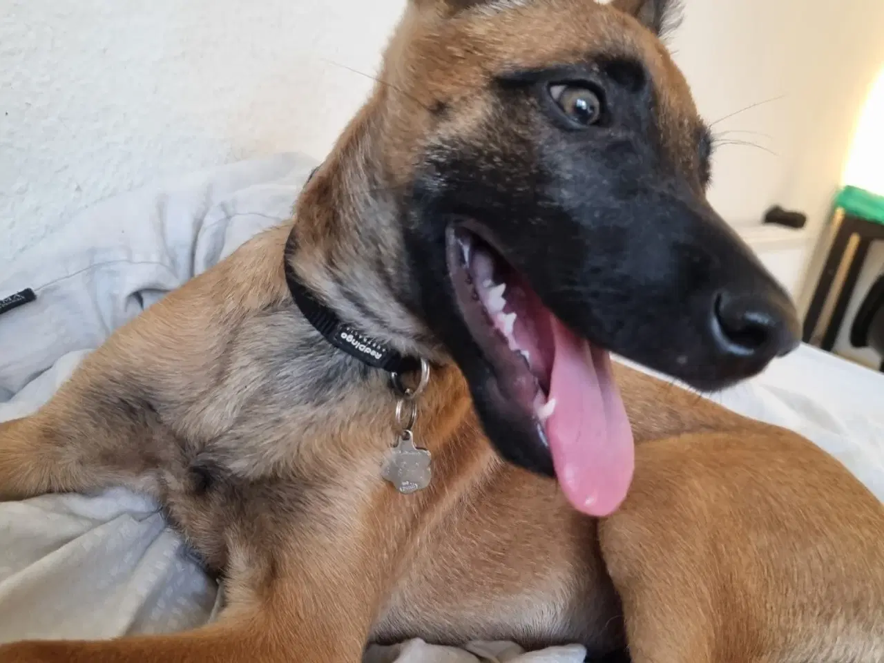 Billede 3 - Malinois hvalp 