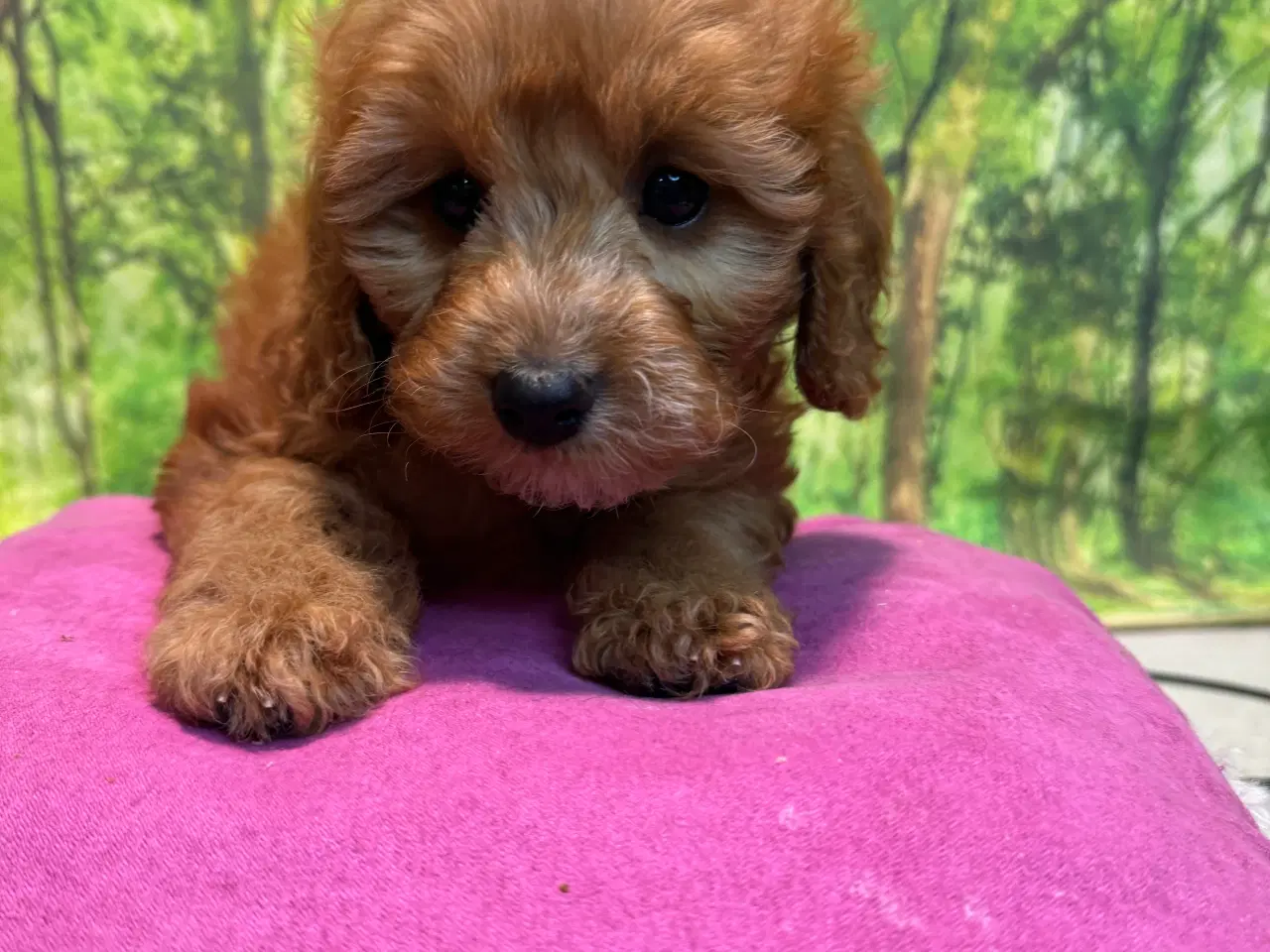 Billede 2 - Cavapoo  