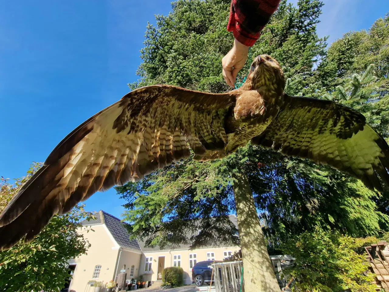 Billede 4 - Musvåge flyvende