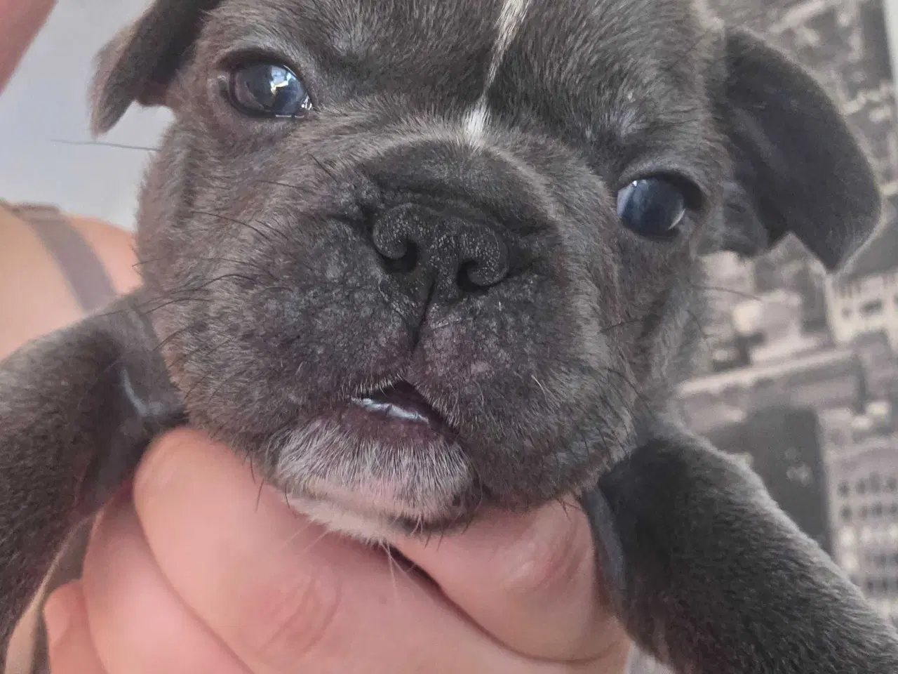 Billede 8 - Fransk  Bulldog 